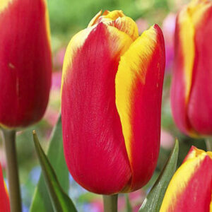 Тюльпан Хайкер 500 цибулин розмір 12+