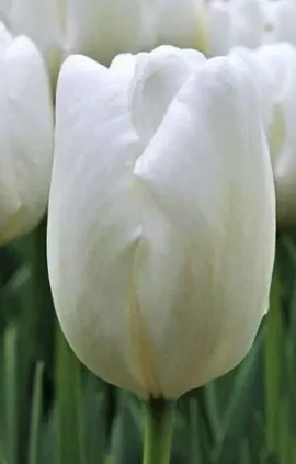 Тюльпан Хакун 500 цибулин розмір 12+