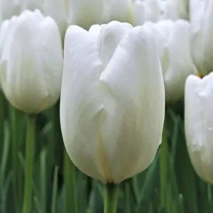 Тюльпан Хакун 500 цибулин розмір 12+