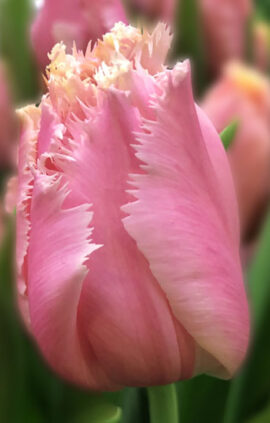 Тюльпан Хартбіт 500 цибулин розмір 12+