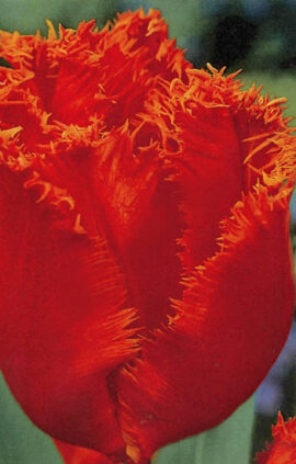 Тюльпан Хеллес 25 цибулин розмір 10/11