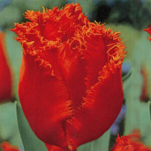 Тюльпан Хеллес 25 цибулин розмір 10/11