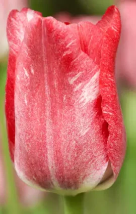 Тюльпан Хемісфер 25 цибулин розмір 10 /11