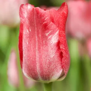 Тюльпан Хемісфер 25 цибулин розмір 10 /11