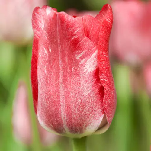 Тюльпан Хемісфер 25 цибулин розмір 10 /11