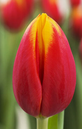 Тюльпан Хенні ван дер Міст 500 цибулин розмір 12+