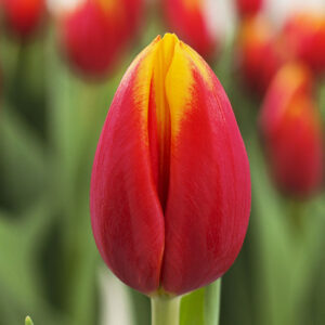 Тюльпан Хенні ван дер Міст 500 цибулин розмір 12+