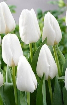 Тюльпан Інзель 500 цибулин розмір 12+