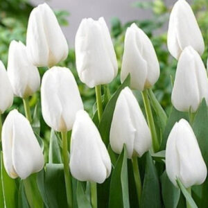 Тюльпан Інзель 500 цибулин розмір 12+