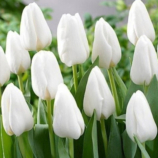 Тюльпан Інзель 500 цибулин розмір 12+