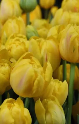 Тюльпан Йеллоу Маргаріта 500 цибулин розмір 12+