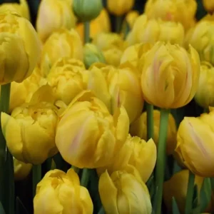 Тюльпан Йеллоу Маргаріта 500 цибулин розмір 12+