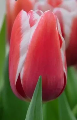 Тюльпан Йоллі 500 цибулин розмір 12+