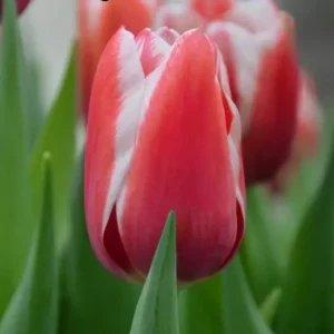 Тюльпан Йоллі 500 цибулин розмір 12+