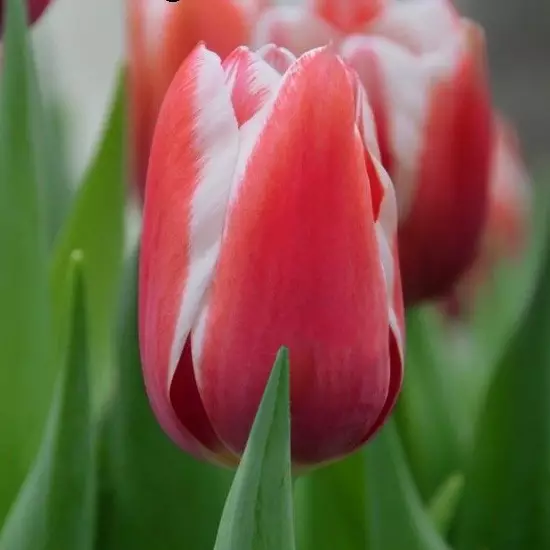 Тюльпан Йоллі 500 цибулин розмір 12+