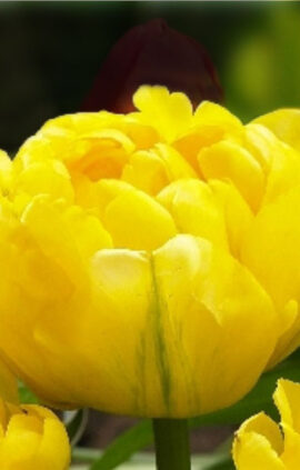 Тюльпан Каденза 500 цибулин розмір 12+