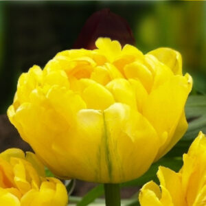 Тюльпан Каденза 500 цибулин розмір 12+
