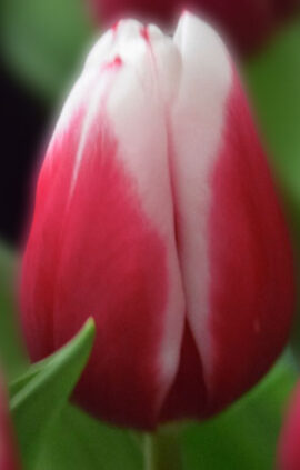 Тюльпан Камалія 500 цибулин розмір 12+