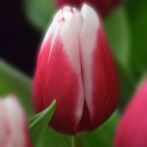 Тюльпан Камалія 500 цибулин розмір 12+