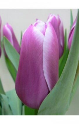 Тюльпан Канберра 500 цибулин розмір 12+