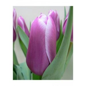 Тюльпан Канберра 500 цибулин розмір 12+