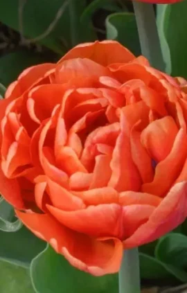 Тюльпан Каракас 500 цибулин розмір 12+