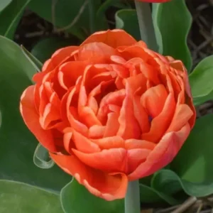 Тюльпан Каракас 500 цибулин розмір 12+