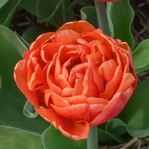 Тюльпан Каракас 500 цибулин розмір 12+