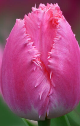 Тюльпан Кашарель 500 цибулин розмір 12+