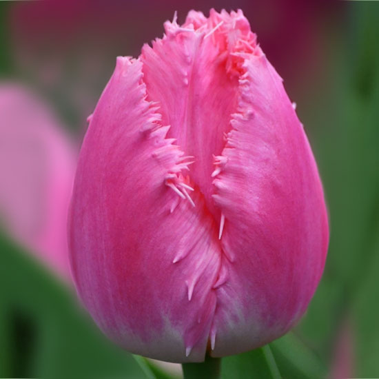 Тюльпан Кашарель 500 цибулин розмір 12+