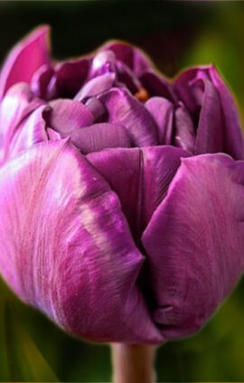 Тюльпан Кассандра 500 цибулин розмір 12+