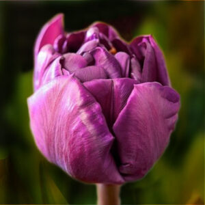 Тюльпан Кассандра 500 цибулин розмір 12+