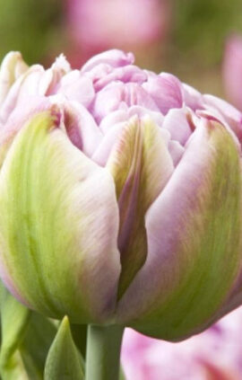 Тюльпан Катінка 500 цибулин розмір 12+