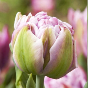 Тюльпан Катінка 500 цибулин розмір 12+