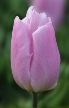 Тюльпан Кенді прайс 500 цибулин розмір 12+