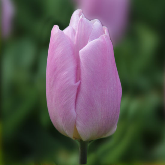 Тюльпан Кенді прайс 500 цибулин розмір 12+