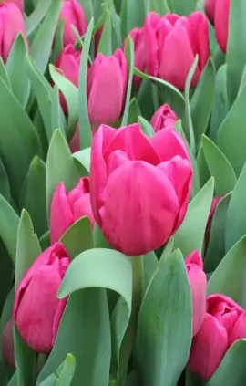 Тюльпан Кінга 500 цибулин розмір 12+