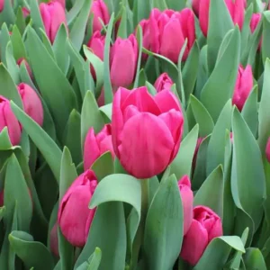 Тюльпан Кінга 500 цибулин розмір 12+