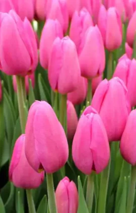 Тюльпан Кіша 500 цибулин розмір 12+