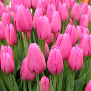 Тюльпан Кіша 500 цибулин розмір 12+