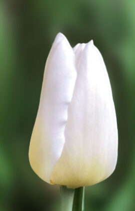 Тюльпан Кобла 500 цибулин розмір 12+