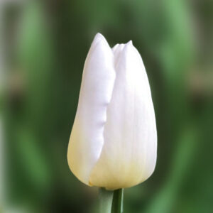 Тюльпан Кобла 500 цибулин розмір 12+