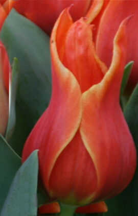 Тюльпан Кобра 500 цибулин розмір 12+