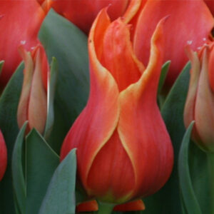 Тюльпан Кобра 500 цибулин розмір 12+