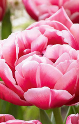 Тюльпан Колумбус 500 цибулин розмір 12+