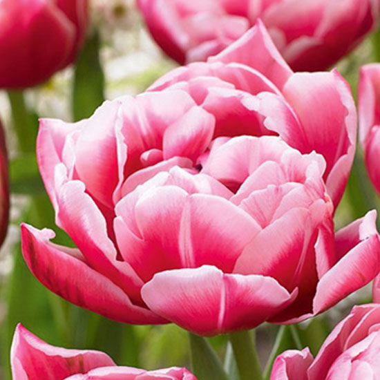 Тюльпан Колумбус 500 цибулин розмір 12+