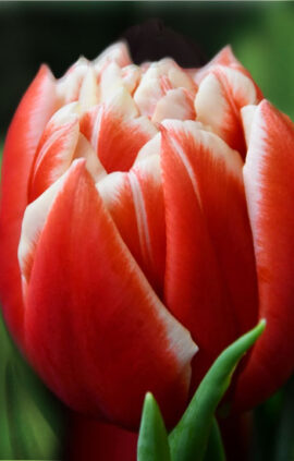 Тюльпан Конкорд 500 цибулин розмір 12+