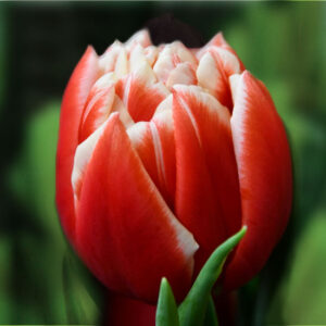 Тюльпан Конкорд 500 цибулин розмір 12+