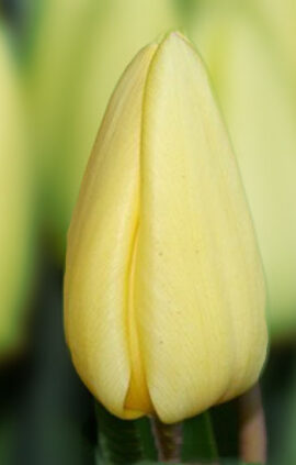 Тюльпан Крем Фреш 500 цибулин розмір 12+