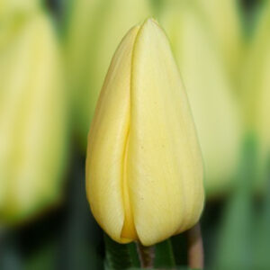 Тюльпан Крем Фреш 500 цибулин розмір 12+